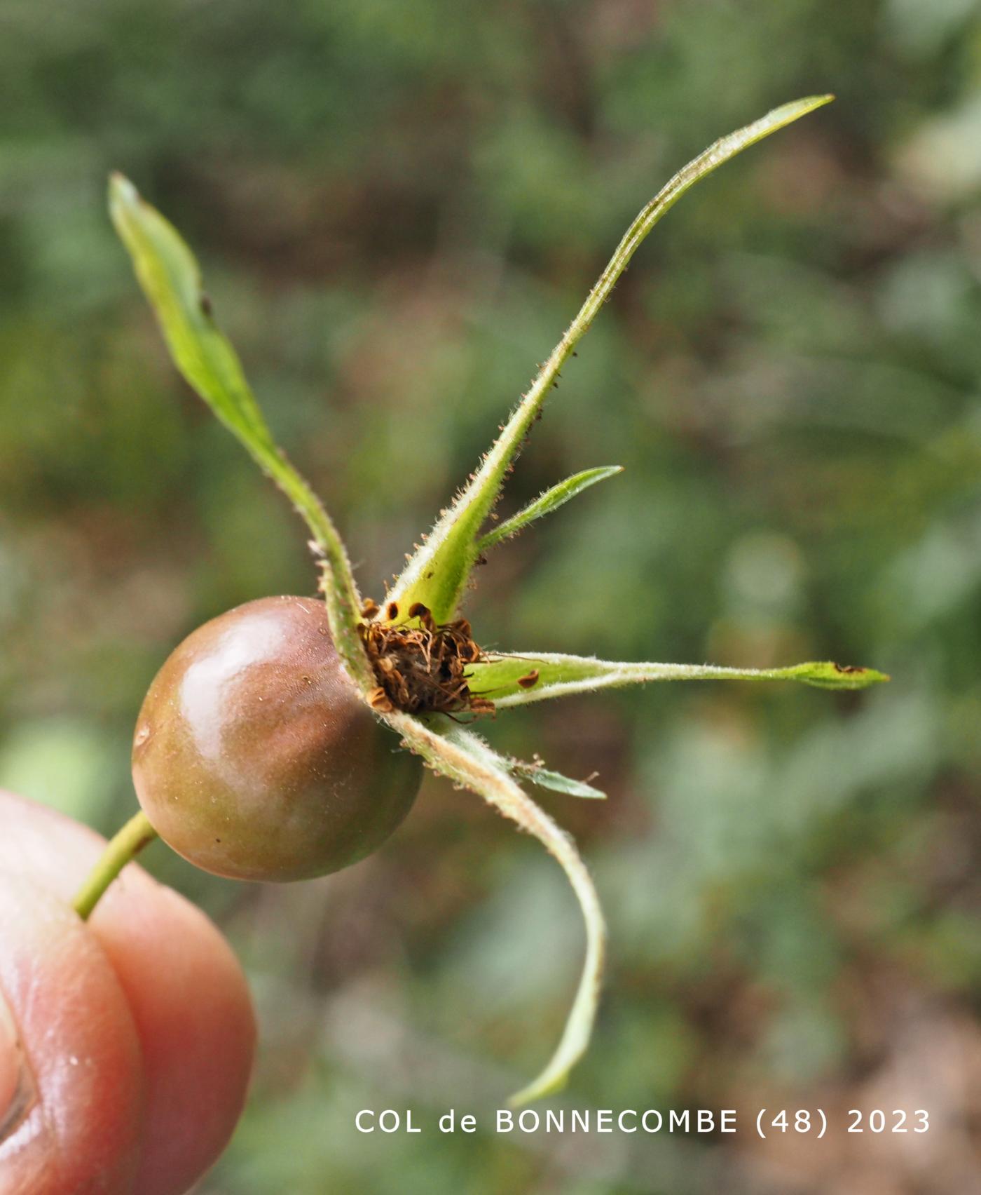 Rose, Red-leaved fruit